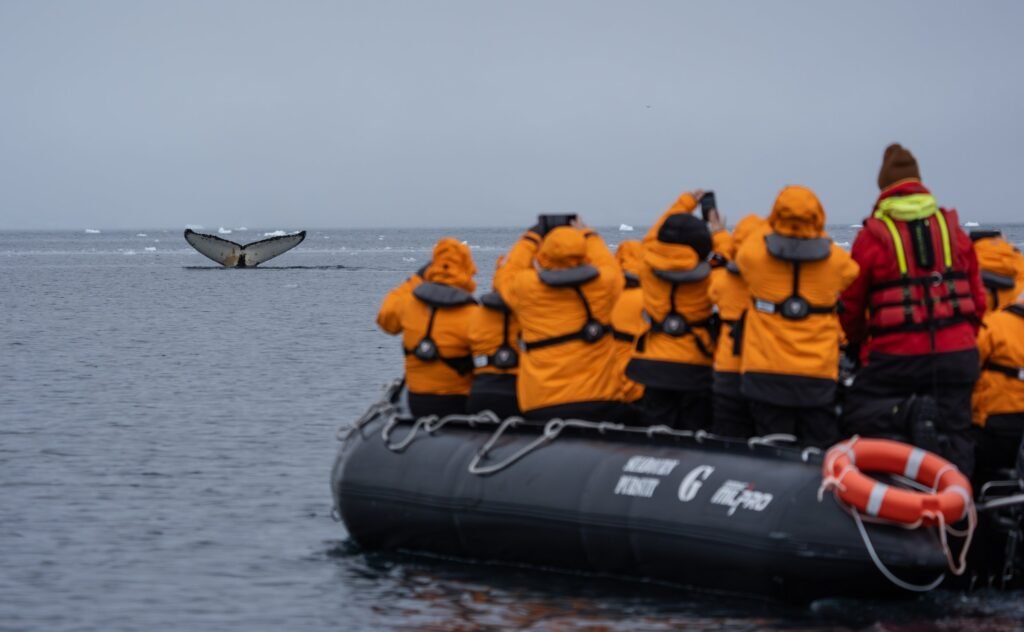 Guests in a Seabourn Pursuit Zodiac photograph a humpback whale raising its tail in Antarctic waters.